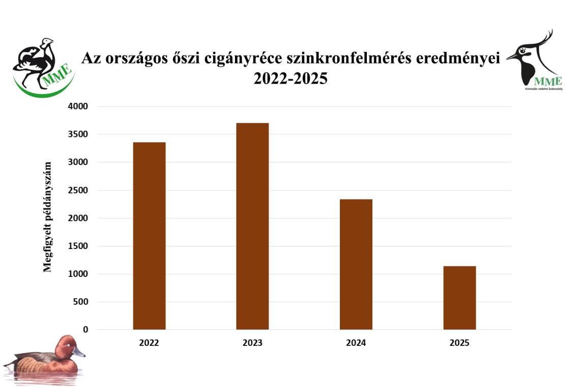 Az őszi cigányréce felmérések eredményei (2022-2025)