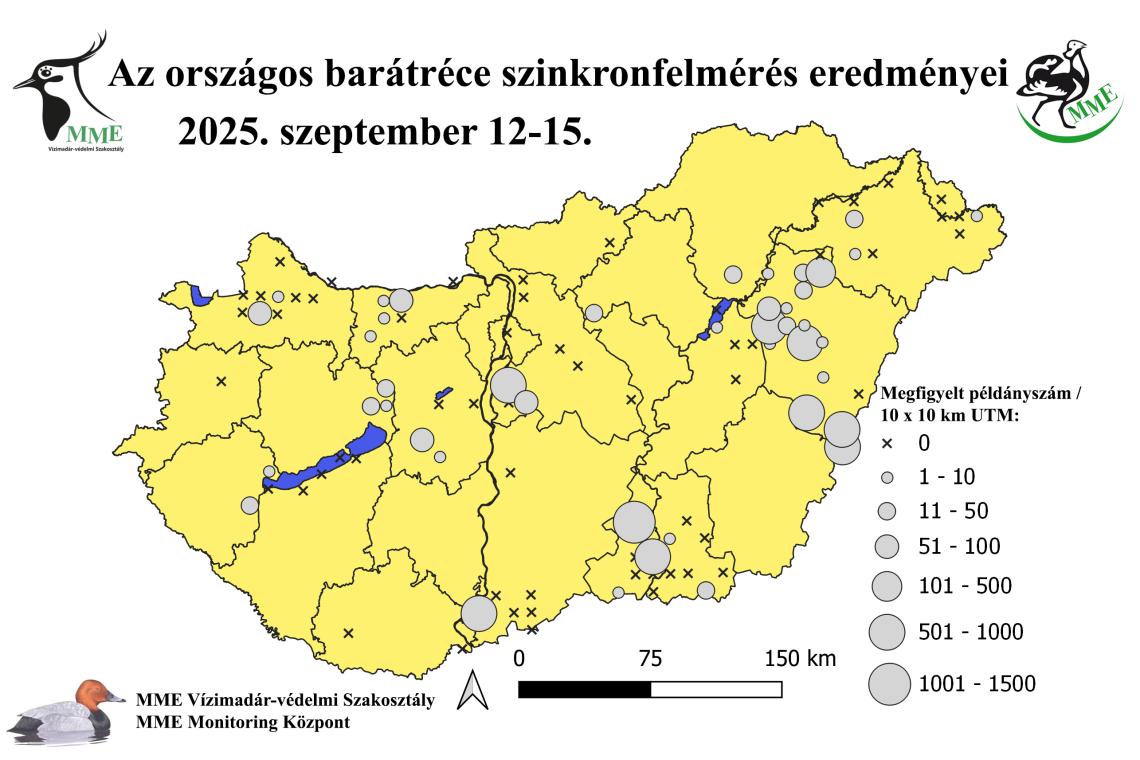 Az őszi barátréce felmérések eredményei (2022-2025)