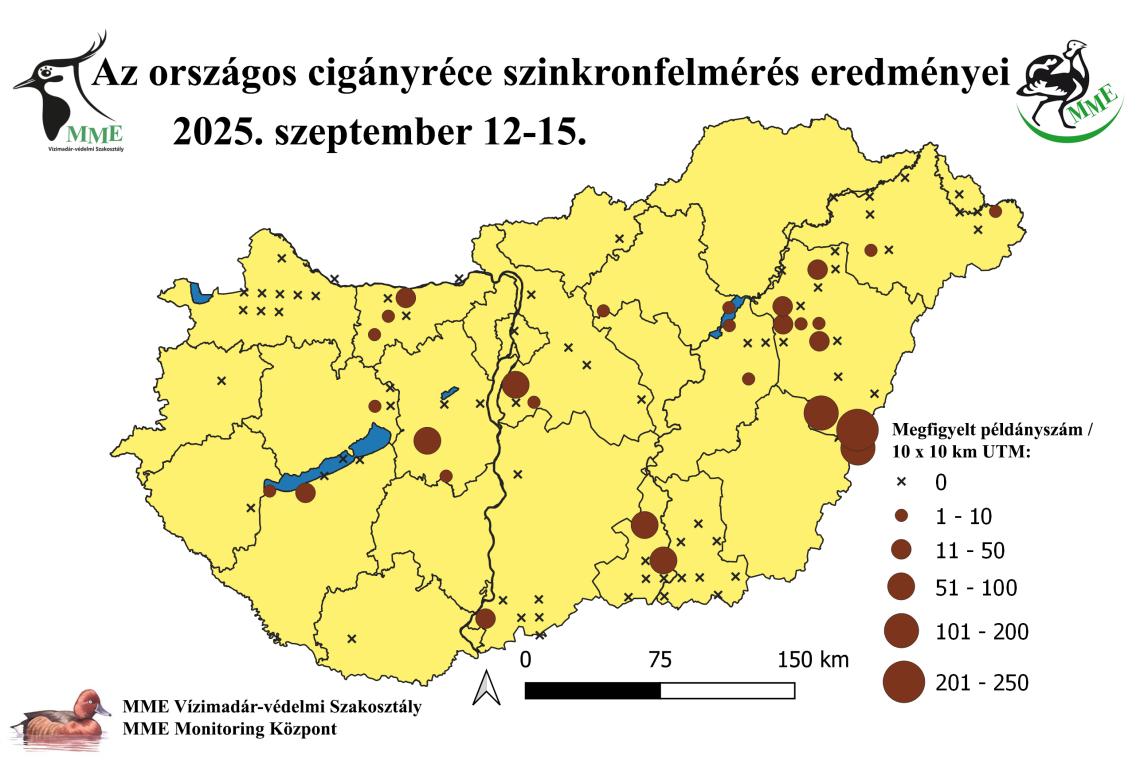 Az őszi cigányréce felmérések eredményei (2022-2025)