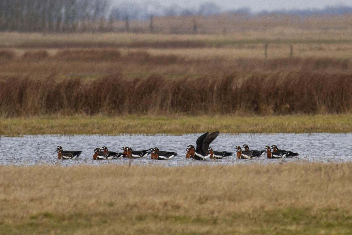 Vörösnyakú ludak a kardoskúti Fehér-tavon ( Fotó: Csibrány Balázs)