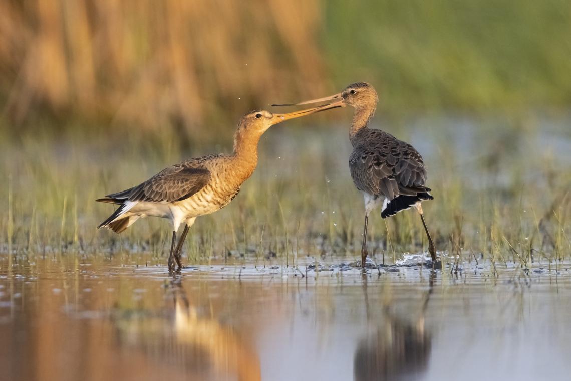 Nagy goda hímek harca a költésidőszak elején ( Fotó: Balla Dániel)