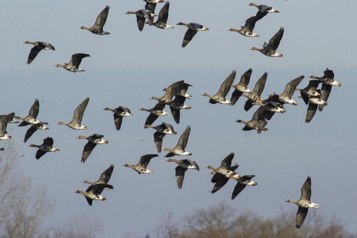 Táplálkozó területről felrepülő nagy lilik csapat (Fotó: Csibrány Balázs)
