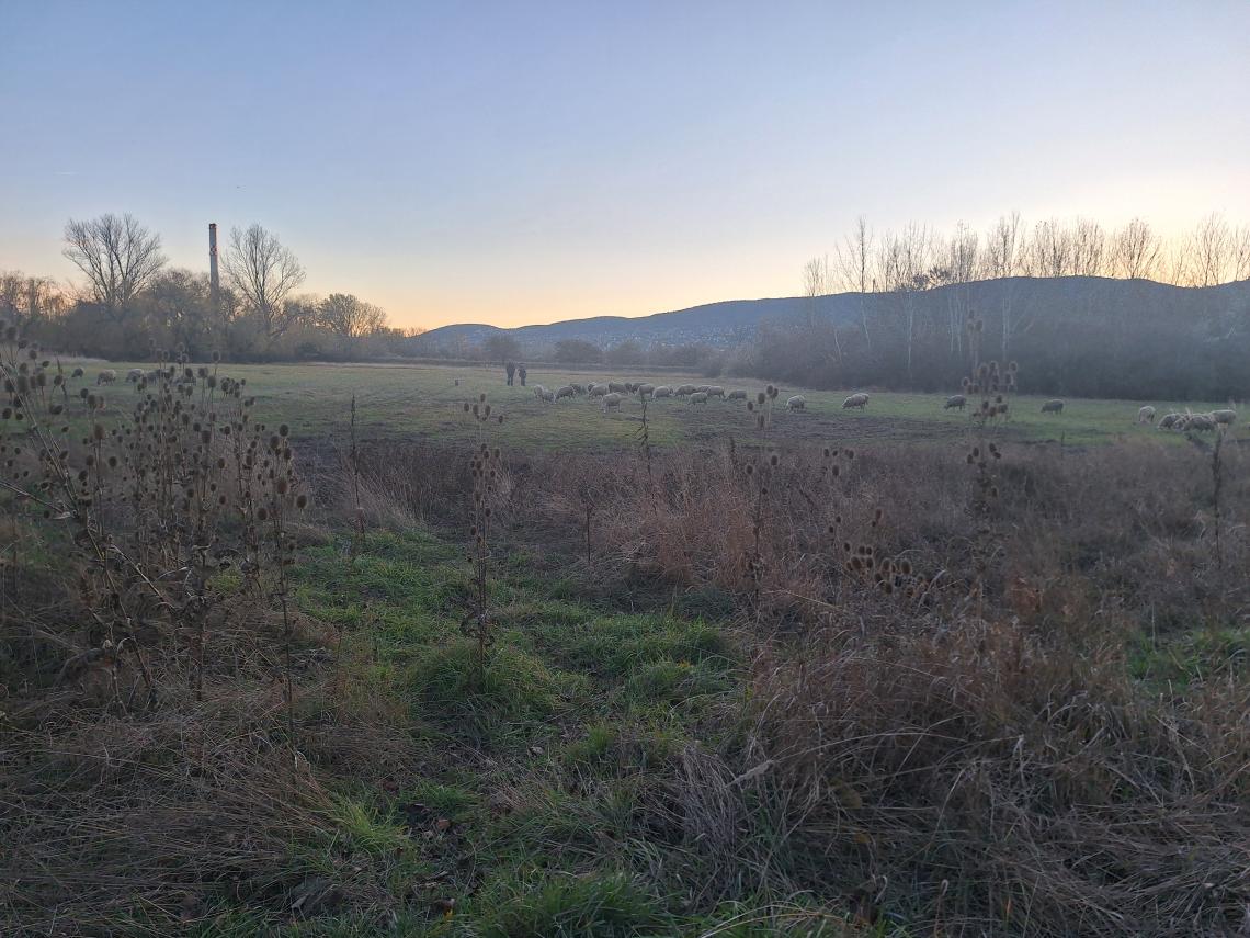 Mocsaros lakossagi forum