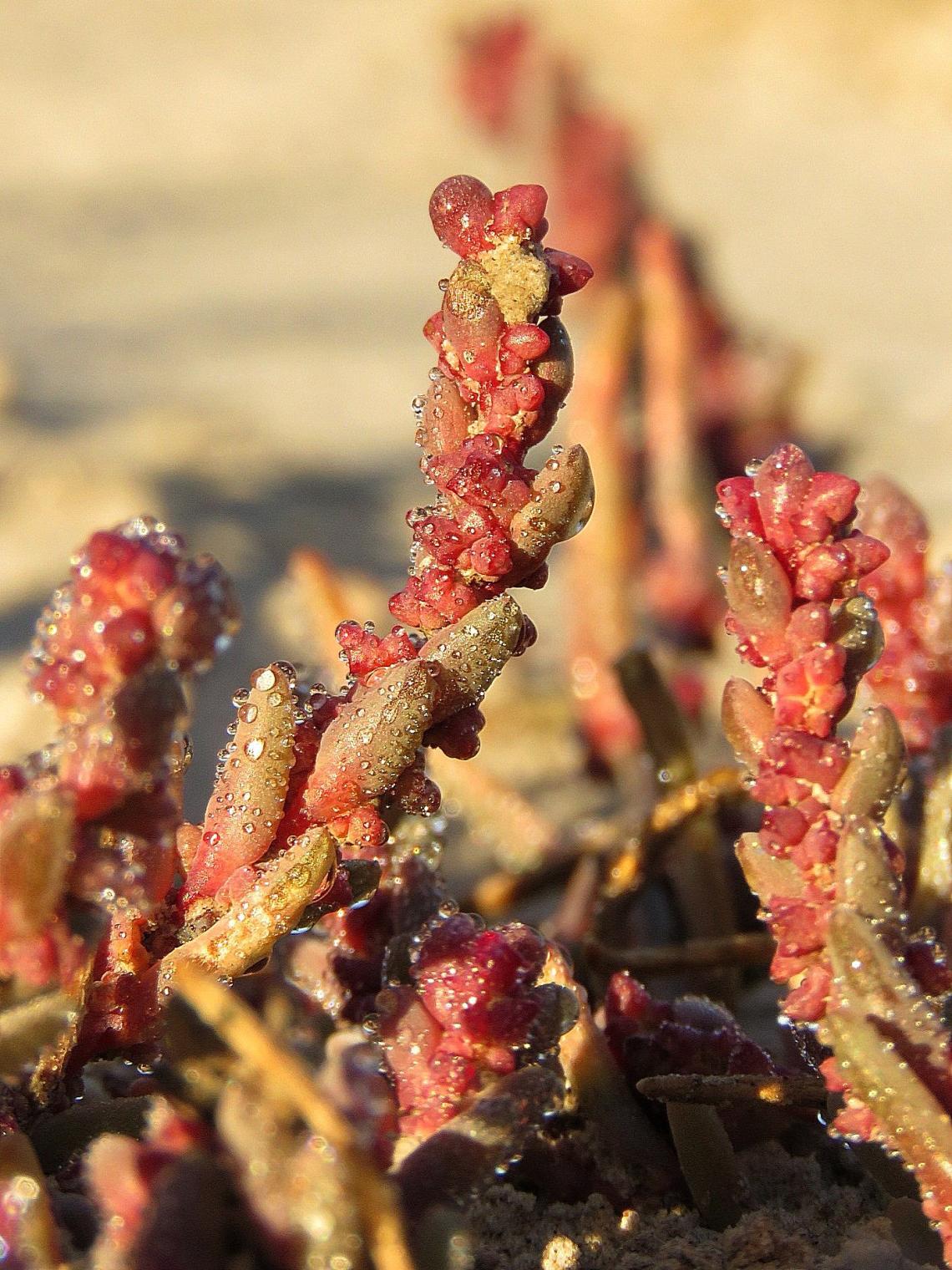 Magyar sóballa ( Fotó: Kiss Orsolya)