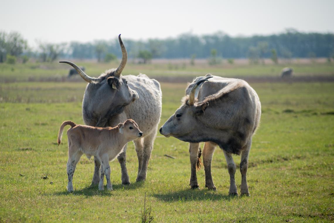 Szürkemarhák ( Fotó: Tokody Béla)