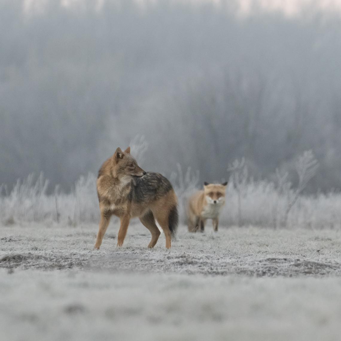 Aranysakál ( Fotó: Tokody Béla)