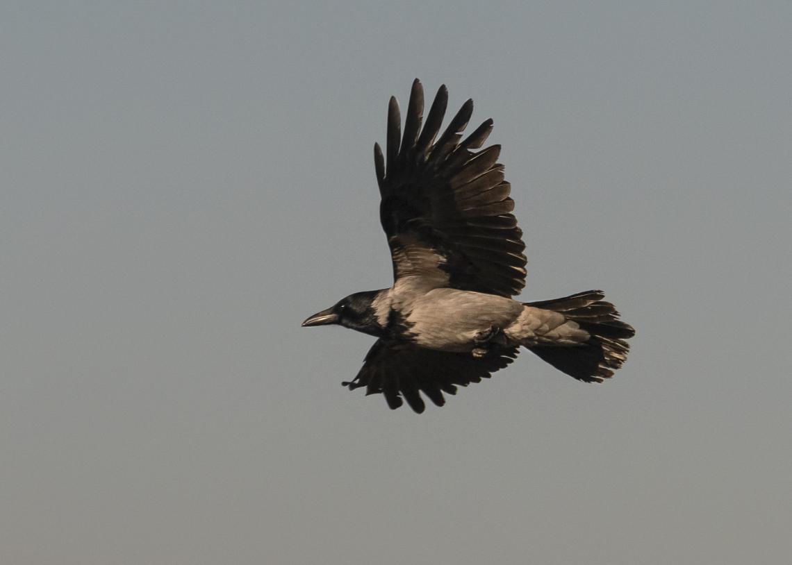 A dolmányos varjak nagy veszélyt jelentenek a földön fészkelő fajok tojásaira ( Fotó: Tokody Béla)