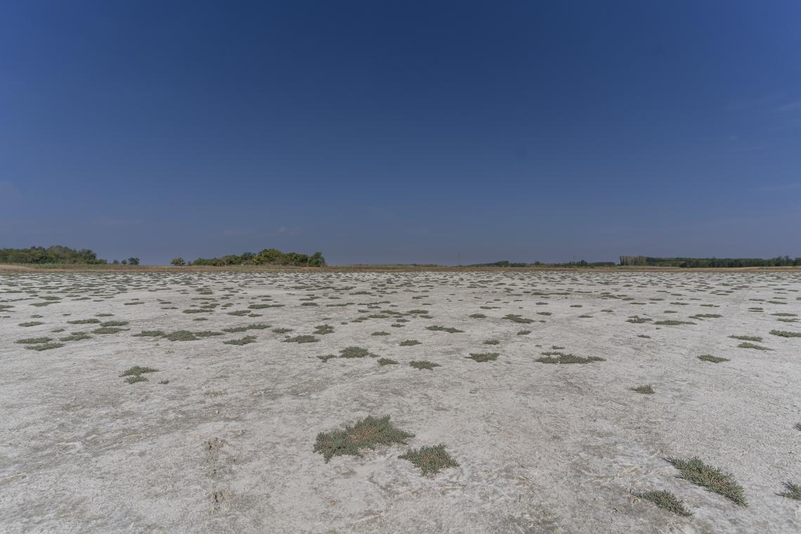 Kiszáradt szikes tó a Csongrád-Bokroson ( Fotó: Tokody Béla)