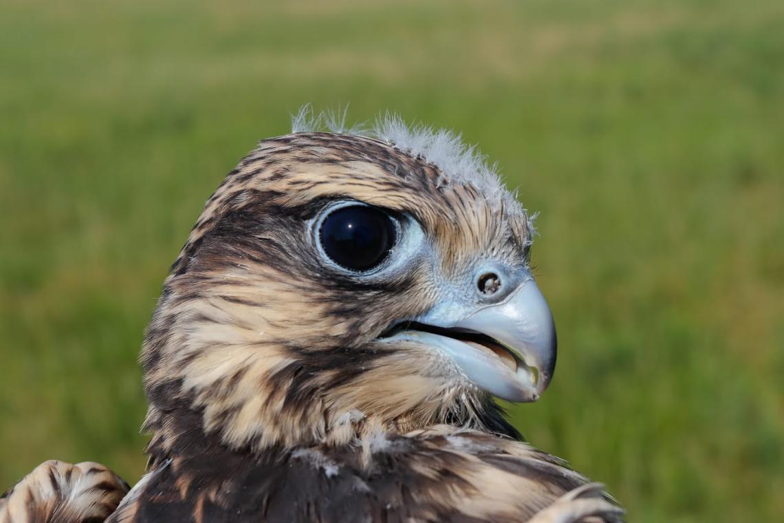 Kerecsensólyom fióka