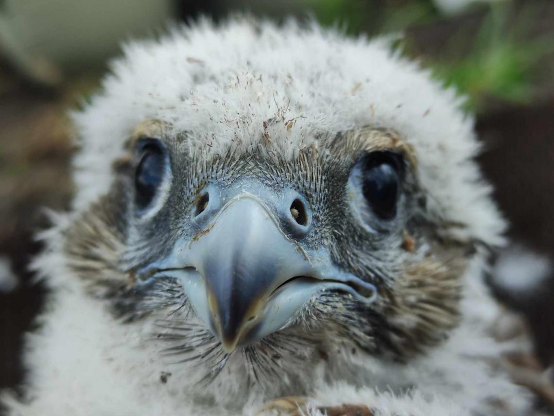 Kerecsensólyom fióka, Fotó: Horváth Márton (MME)