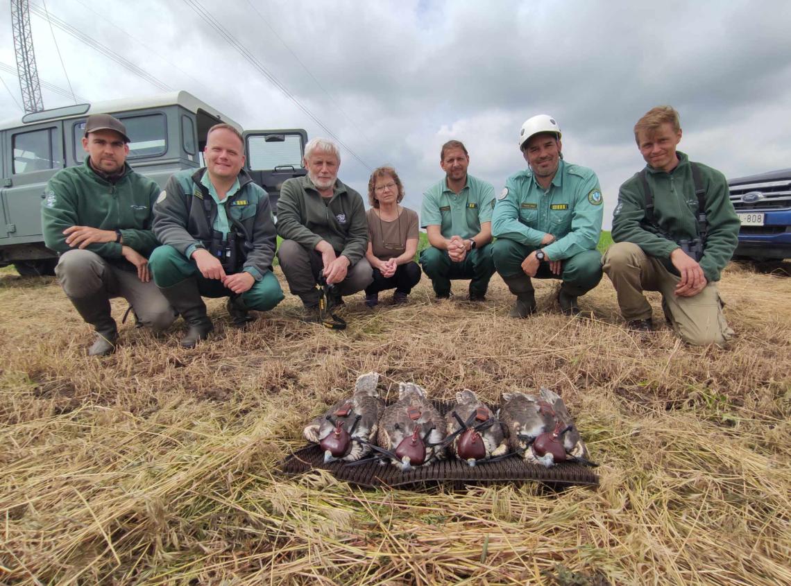 Kerecsensólyom Fajmegőrzés.