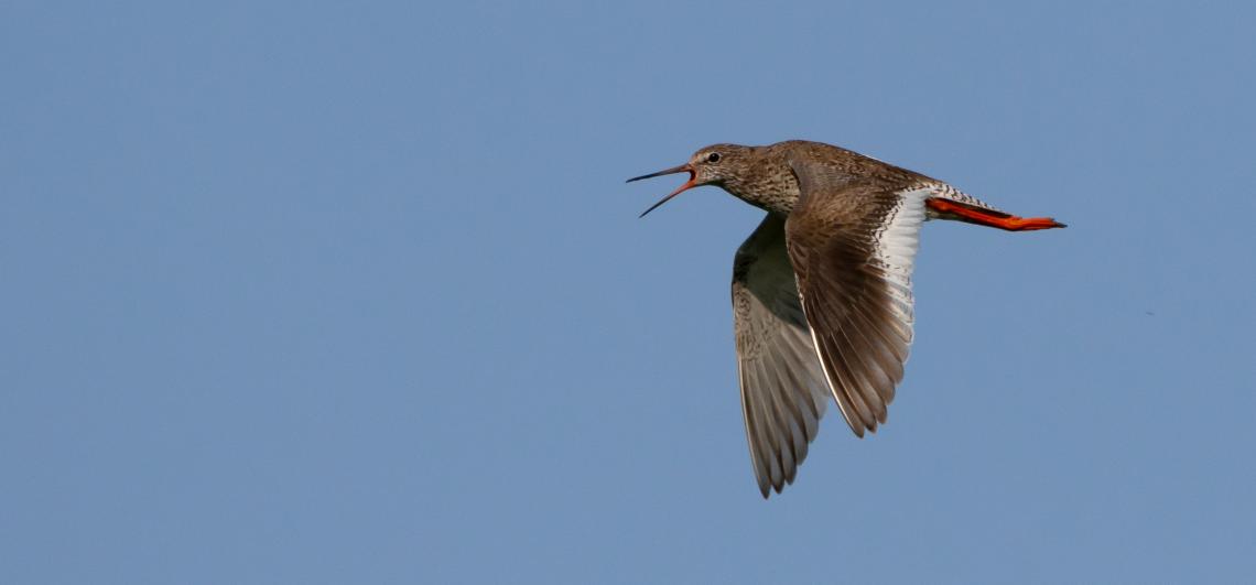 Piroslábú cankó  ( Fotó: Mészáros Csaba)
