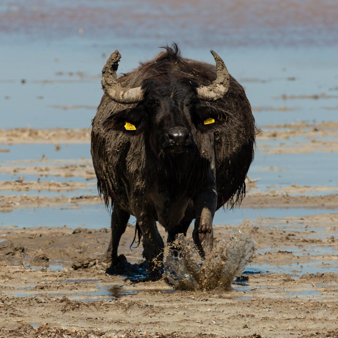 A vízibivaly nagyon fontos a vizes területek kezelésénél (Fotó: Tokody Béla)