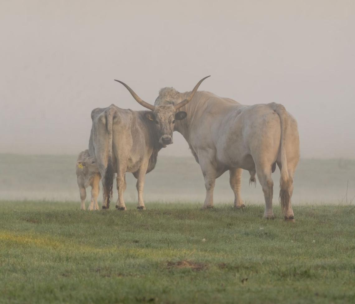 Szürkemarhák ( Fotó: Tokody Béla)