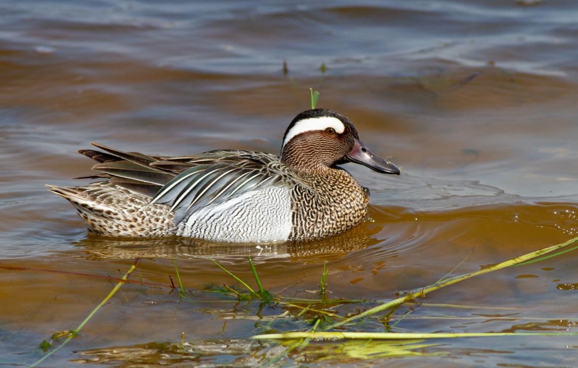 Böjti réce gácsér ( Fotó: Mészáros Csaba)