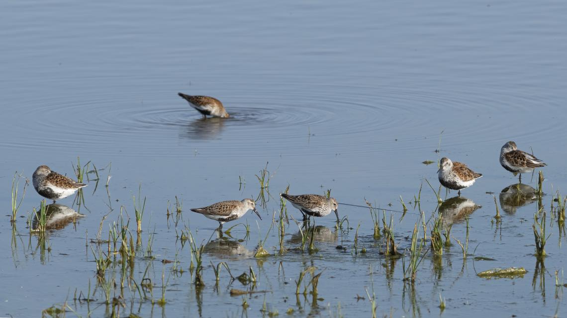 Havasi partfutók a mórahalmi Nagyszéksós-tavon ( Fotó: Tokody Béla)