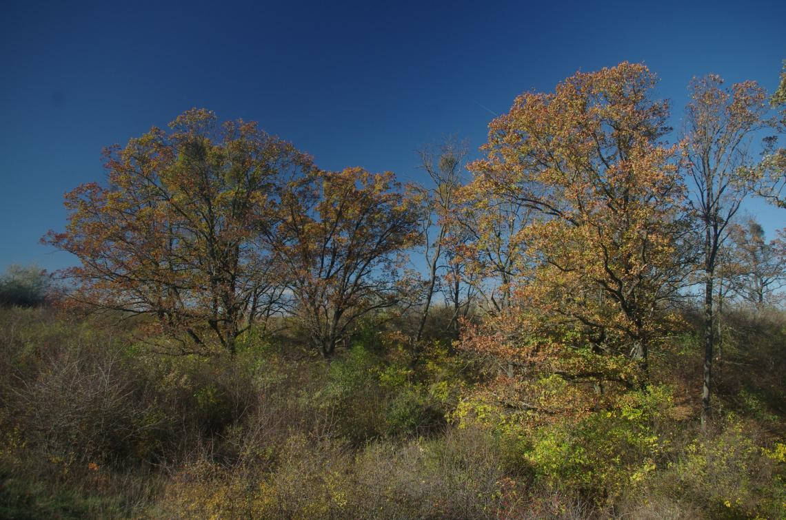 Özönfajokkal és honos cserjékkel felnőtt hajdani fáslegelő (Velence) (Kovács Gergely
