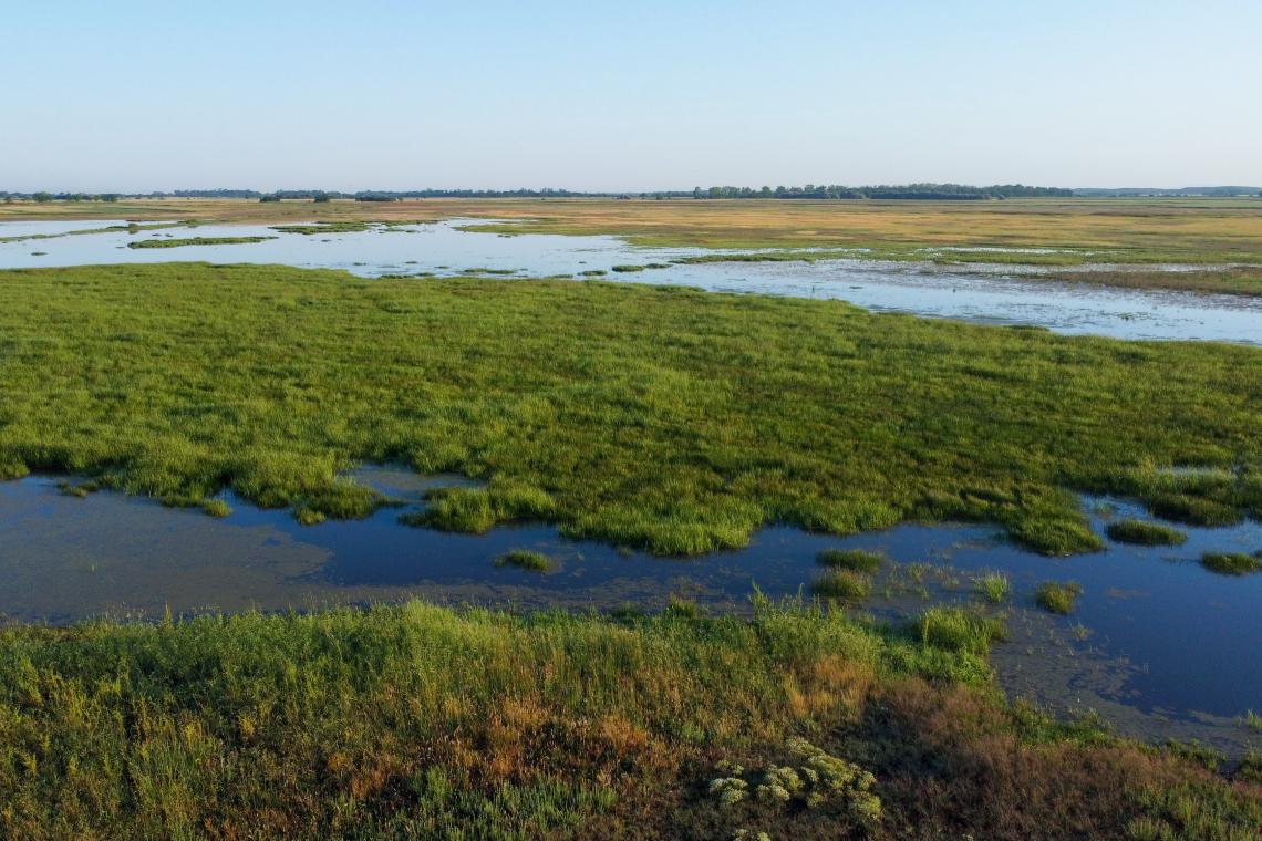 A sekély vizű, sűrűbb növényzettel rendelkező szikes tavak és mocsárrétek a böjti récék legkedveltebb fészkelőhelyei (Fotó: Csibrány Balázs)