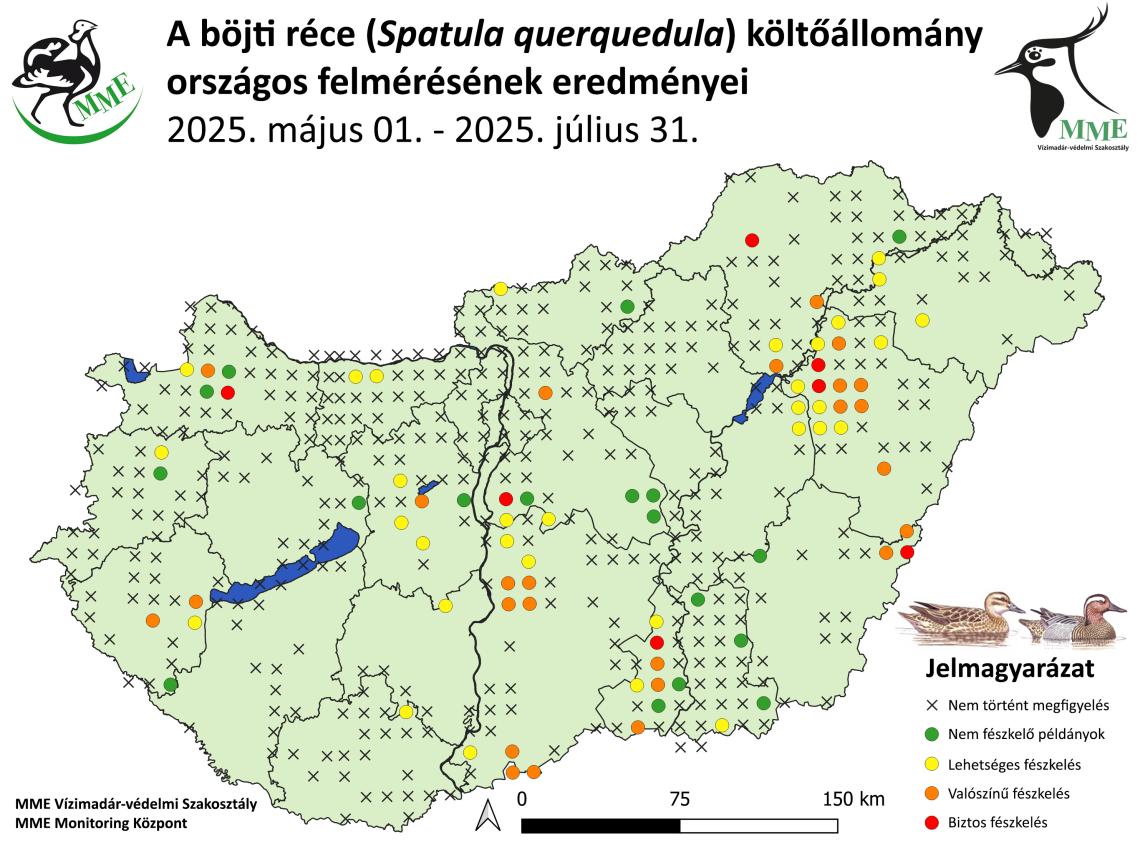 Böjti réce költőállomány felmérés 2025