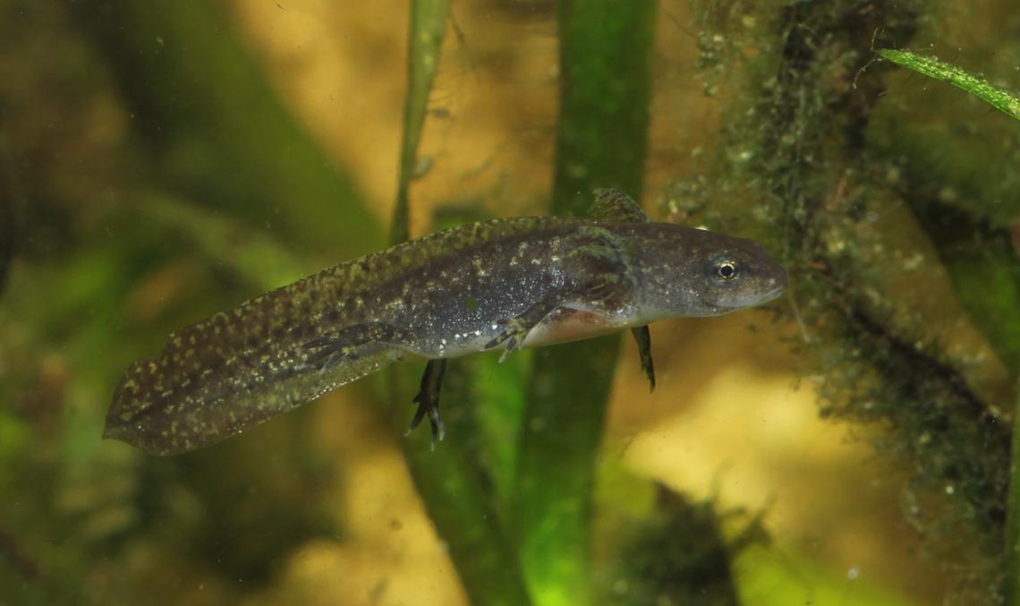 Alpesi gőte ivadék