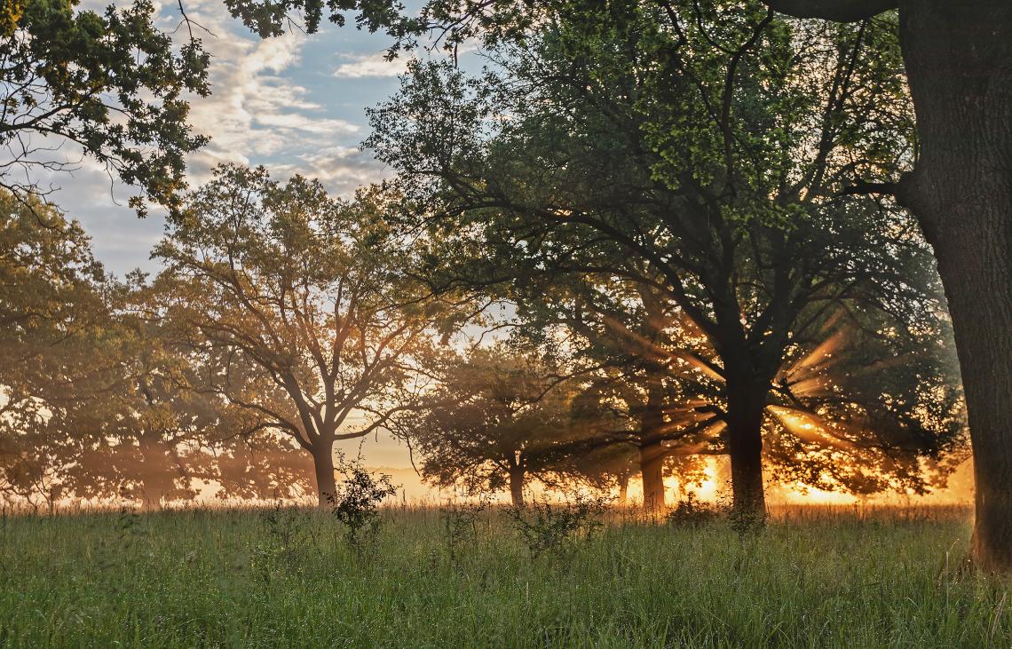 Hajnal az eret-hegyi legelőn (Penyige) (Habarics Béla fotója)