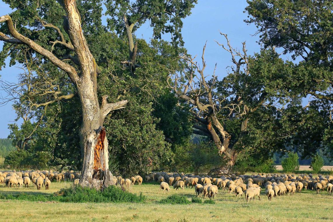 Juhnyáj a Kasztói-legelő tölgyóriásai alatt (Bogyiszló) (Kalotás Zsolt fotója)
