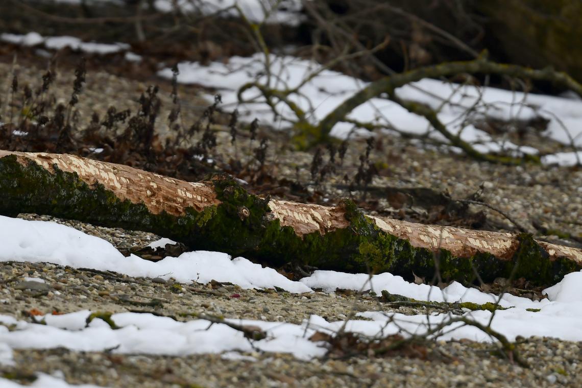 Hód nyomai (Fotó: Bajor Zoltán)