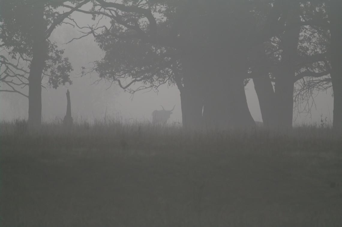 Szellemjárás. Magyar szürke a malomházi tölgyek alatt (Hortobágy). Fotó: Kovács Gergely Károly