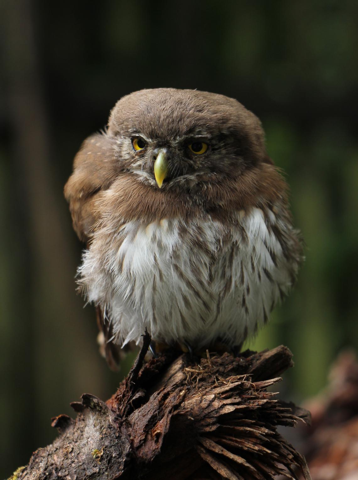 Törpekuvik - Szitta Tamás fotója