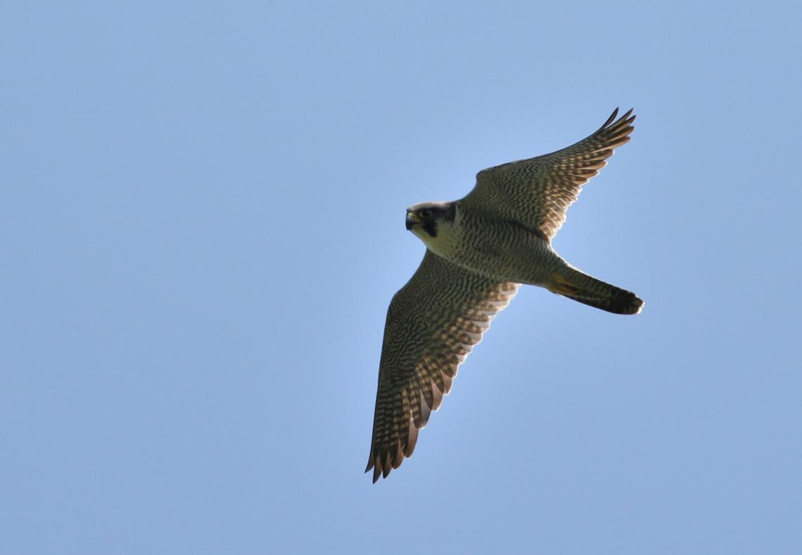 Vándorsólyom - Szitta Tamás fotója