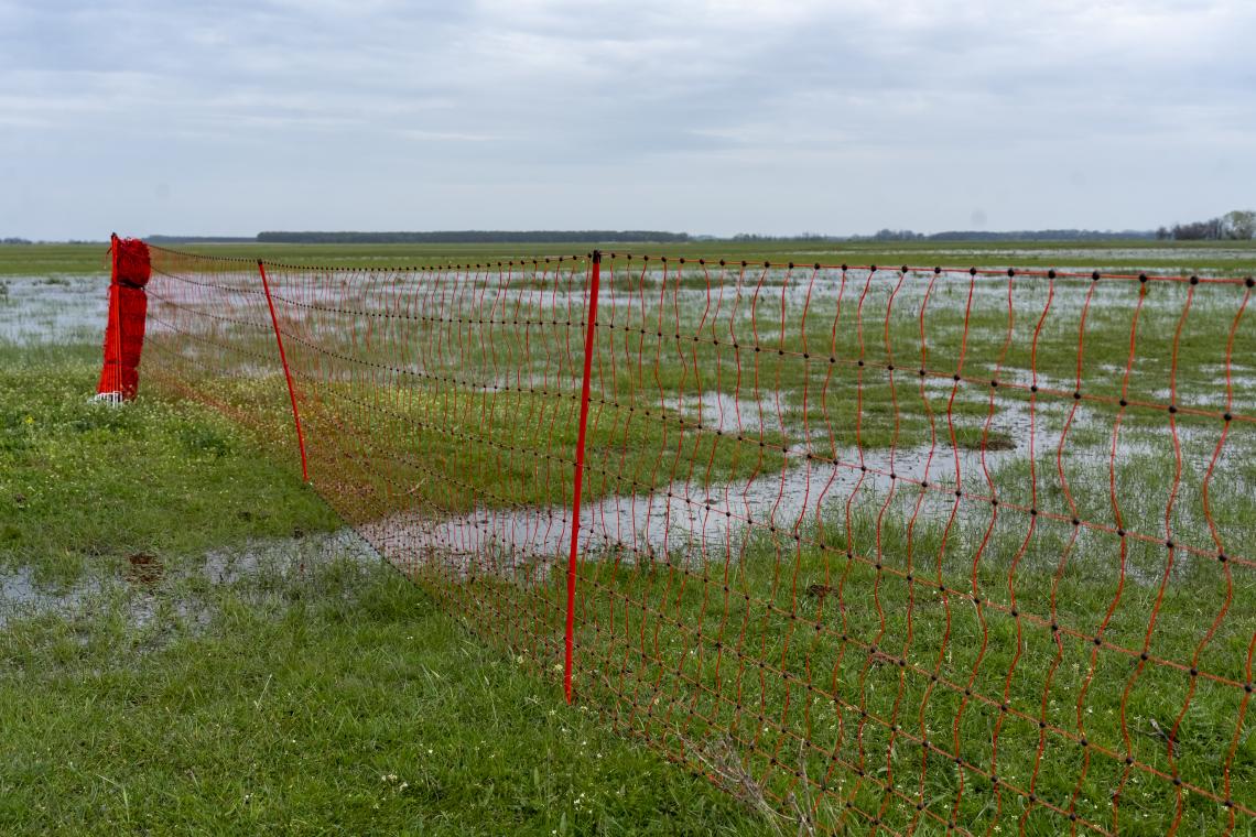 Villanypásztor-kerítés telepítése a pusztaszeri Vesszős-széken ( Fotó: Tokody Béla)