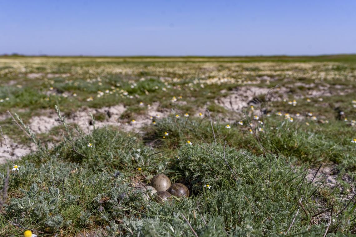 Nagy goda-fészekalj a baksi pusztán ( Fotó: Tokody Béla)