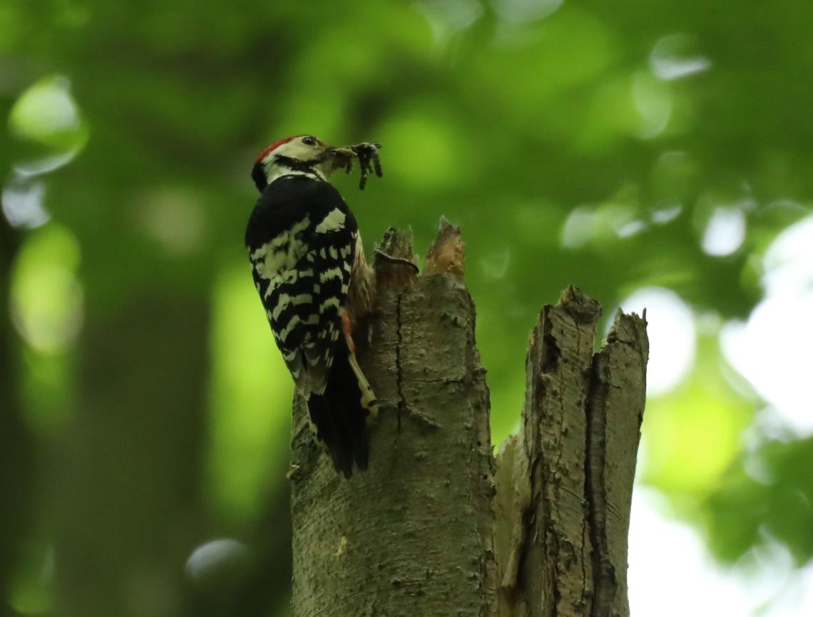 Fehérhátú fakopáncs - Szitta Tamás