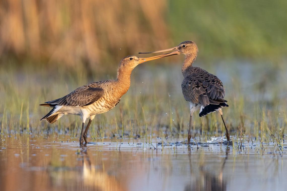 Verekedő hím nagy godák ( Fotó: Balla Dániel)