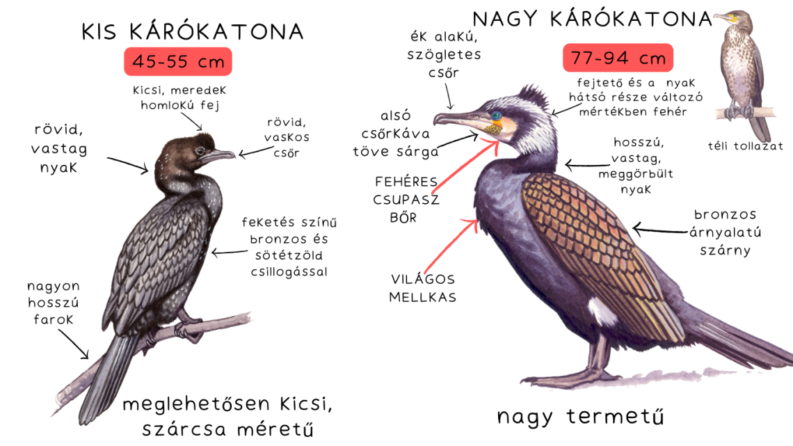  A kis kárókatona és a nagy kárókatona összehasonlítása