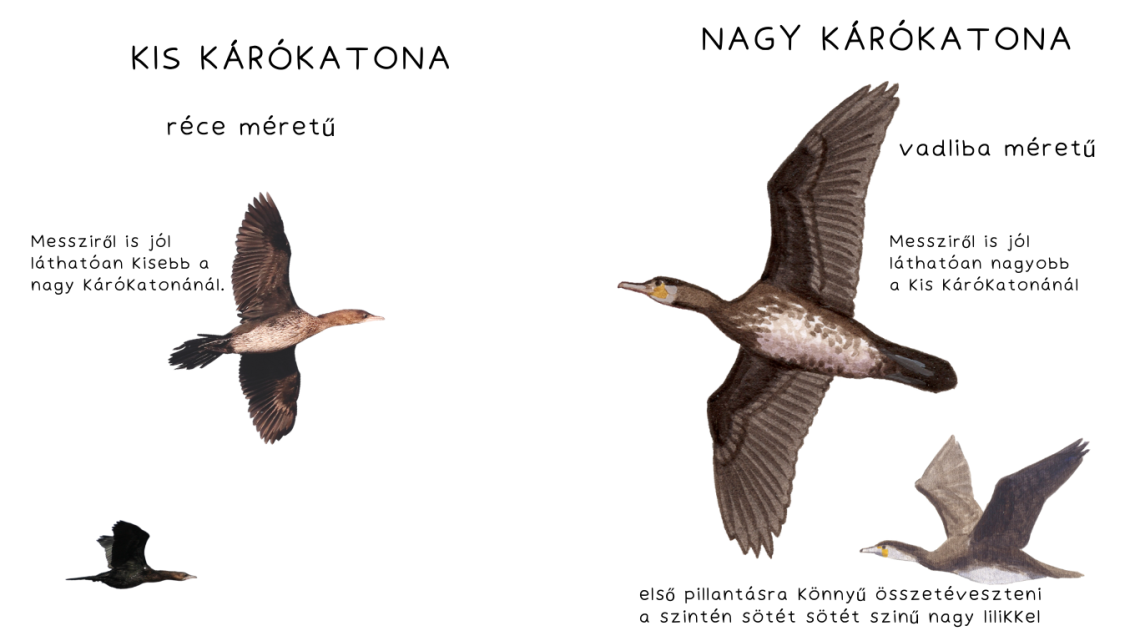  A kis kárókatona és a kárókatona összehasonlítása