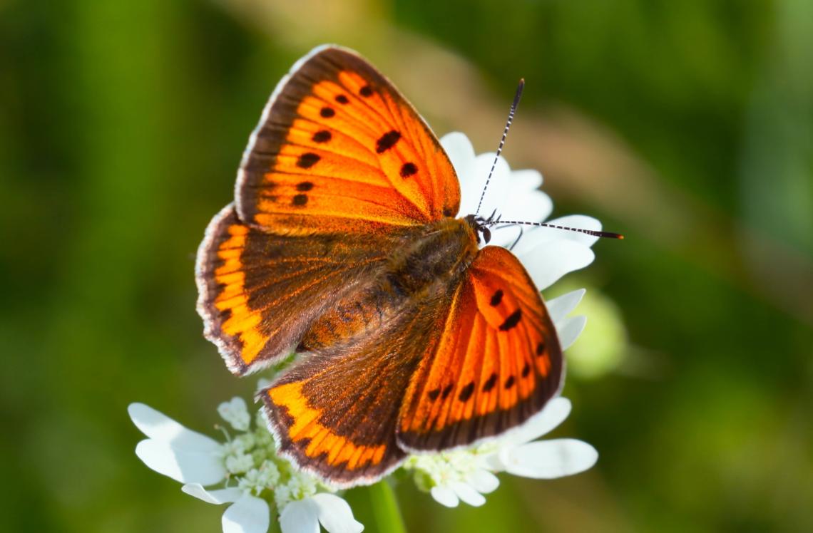2_Nagy tűzlepke nőstény_Kalotás Zsolt_1.JPG