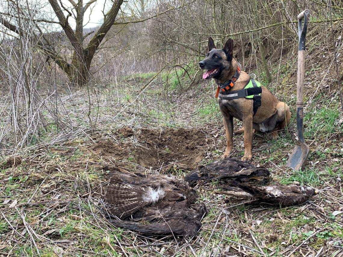 tetem és méregkereső kutyák