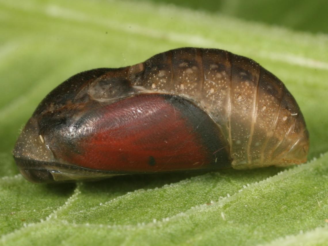 6_Nagy tűzlepke báb_Kárpáti Marcell.JPG