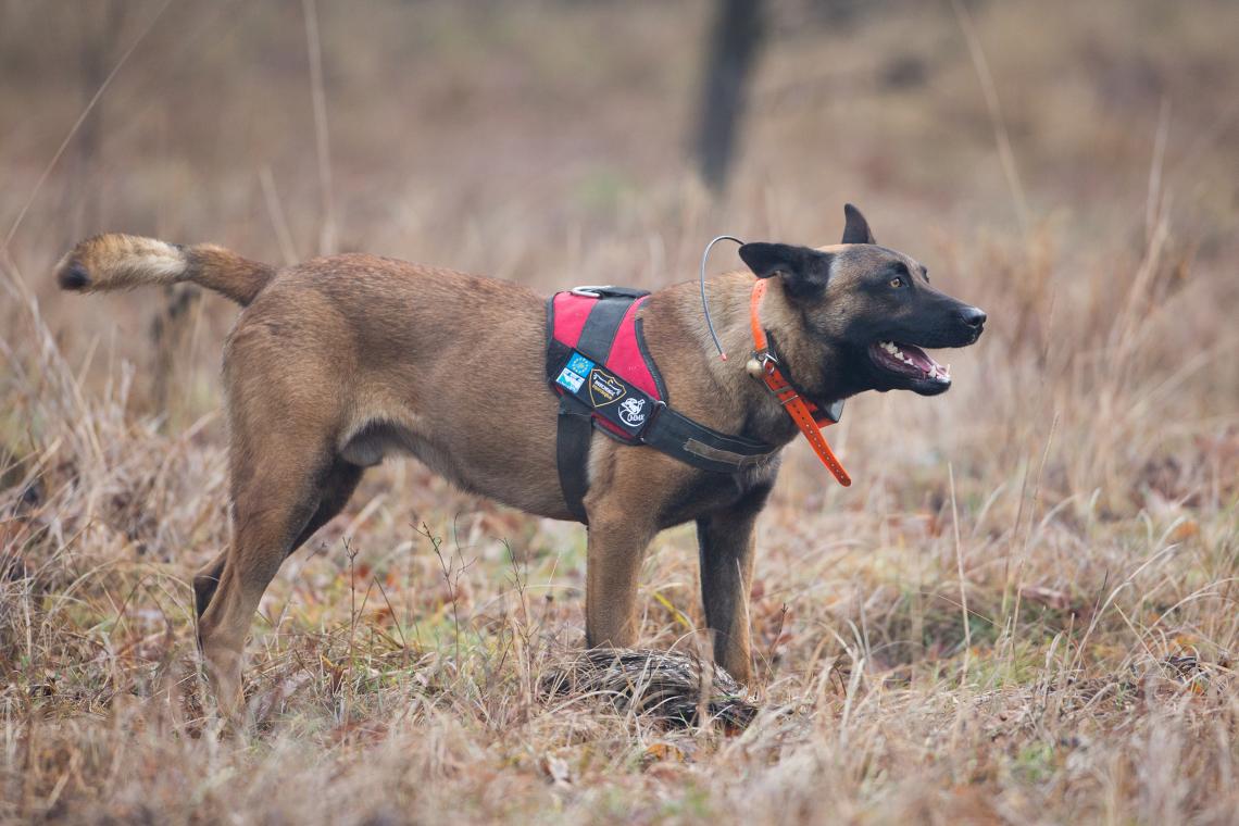 tetem és méregkereső kutyák