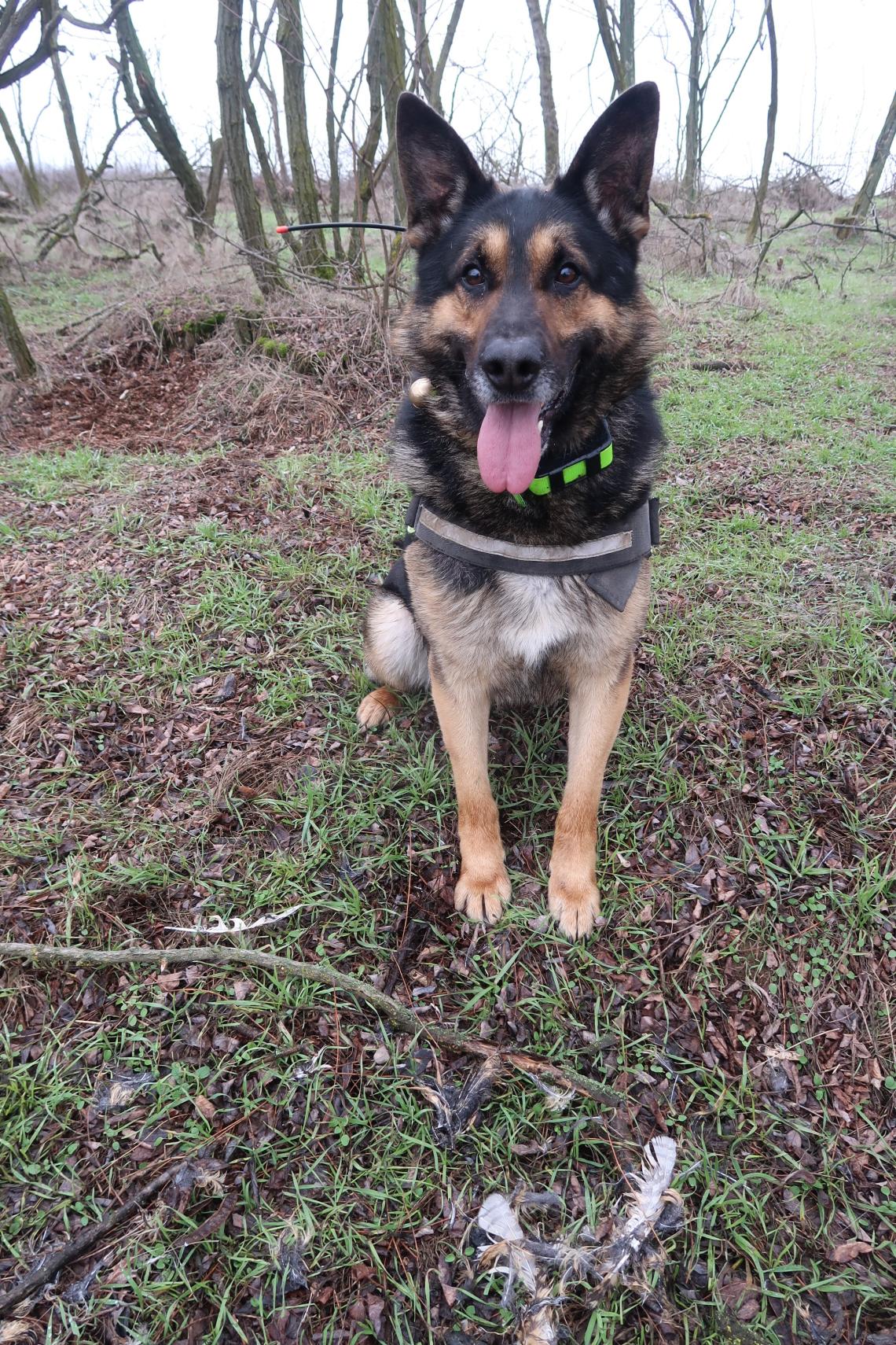 tetem és méregkereső kutyák