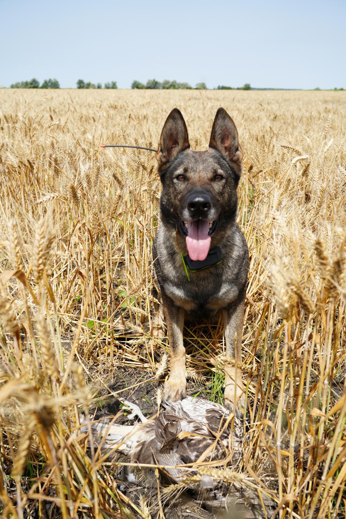 tetem és méregkereső kutyák