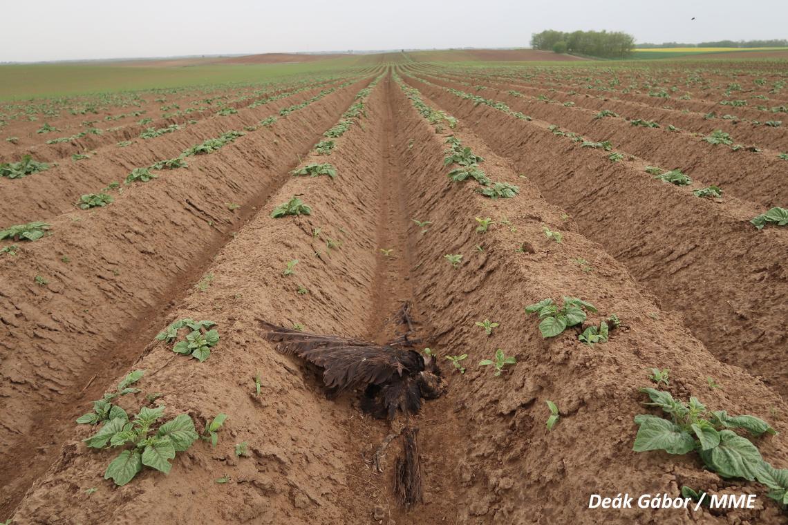 Közös járőrözés (Life SakerRoads)