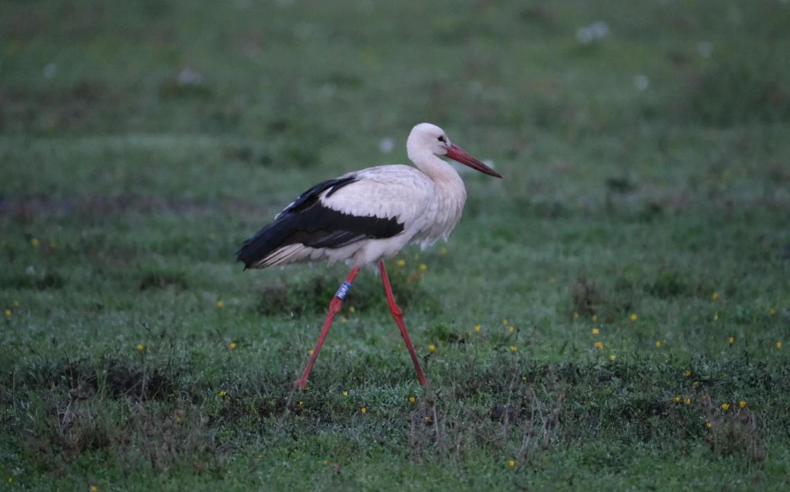 Fehér gólya, Serengeti, Pablo Moraga.jpg 