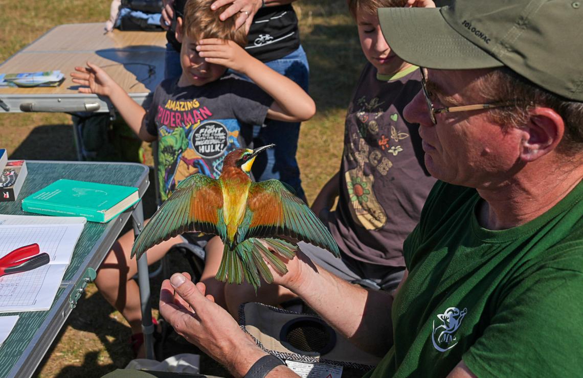 Gyurgyalag gyűrűzés