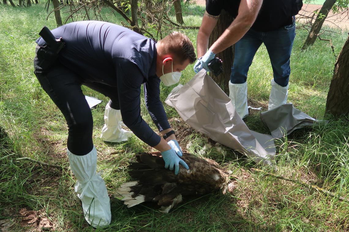 Közös járőrözés (Life SakerRoads)