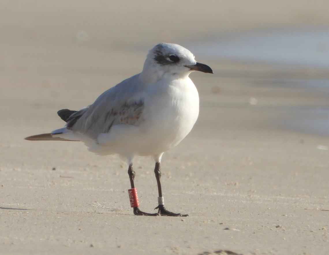 Szerecsensirály, Andreas Goedecke.JPG