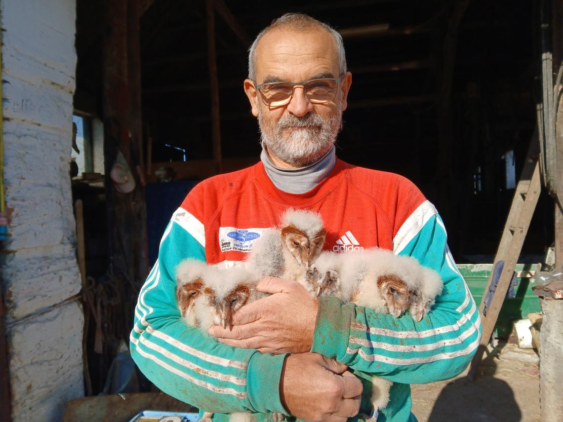 Zsiros Sándor gyöngybagoly fiókákkal