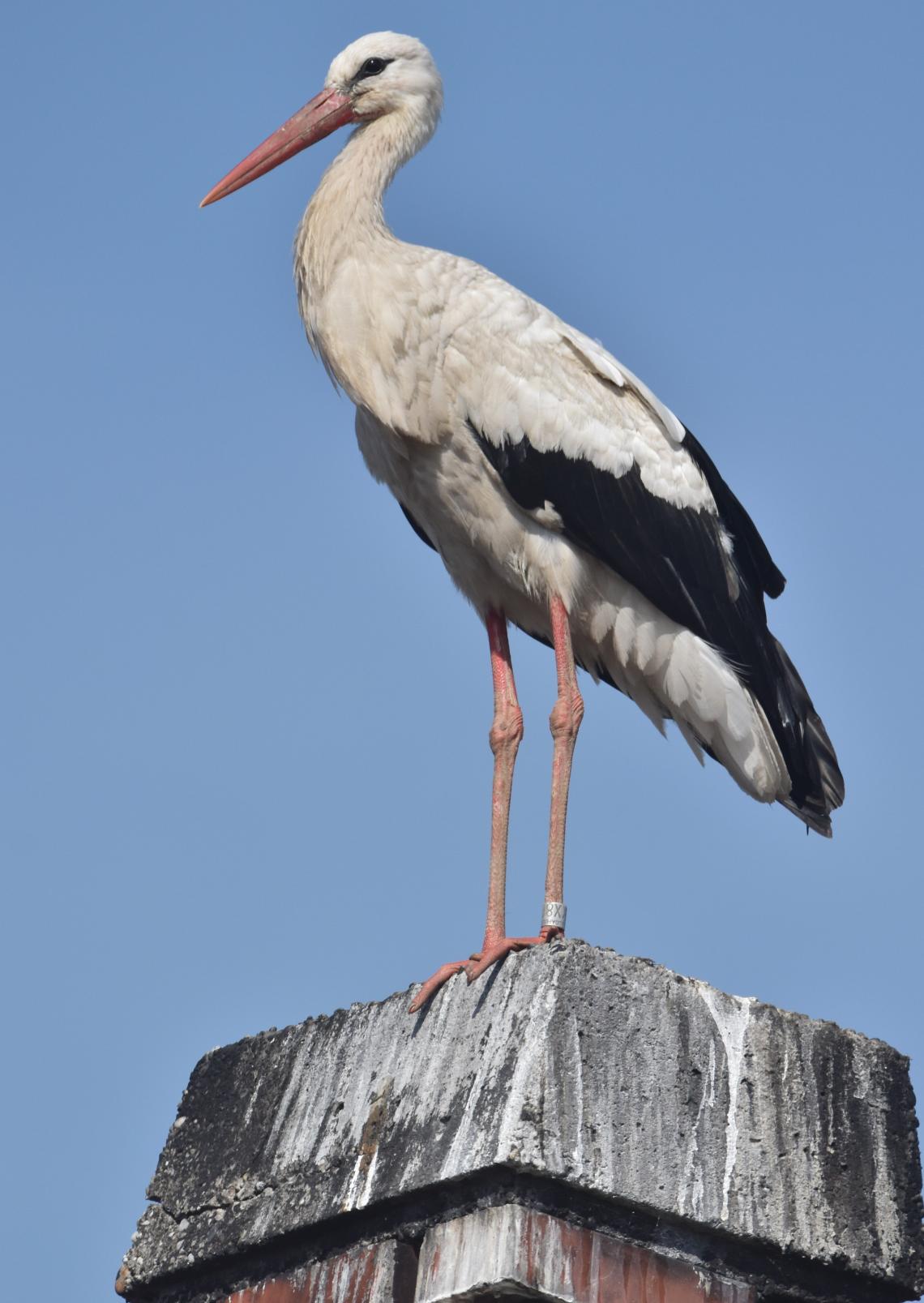 Korrekorder gólya 2024