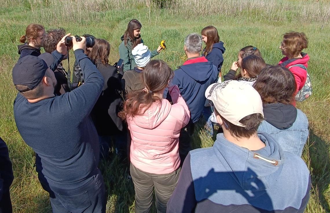 Gyűrűzési bemutató a Szalakóta Látogatóközpontban